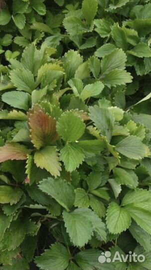 Тоскана -ампельная каскадная клубника