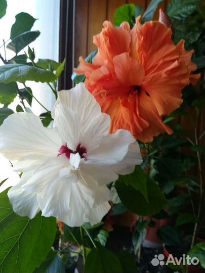 Гибискусы Голландские