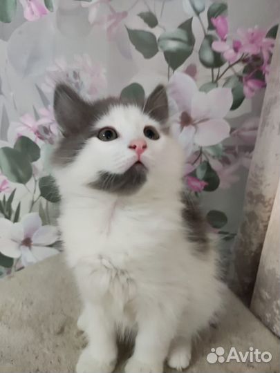 Котенок мальчишка 2 мес в добрые руки дар