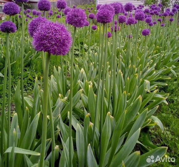 Лук декоративный разных сортов(все в наличии)