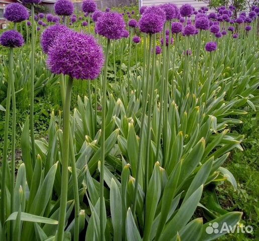 Лук декоративный разных сортов(все в наличии)