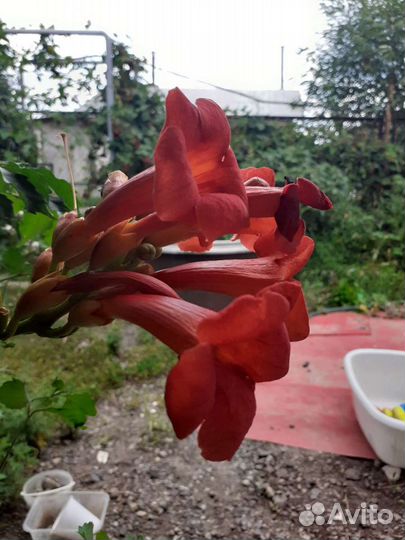 Кампсис-многолетник