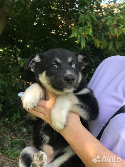 Щенки в дар