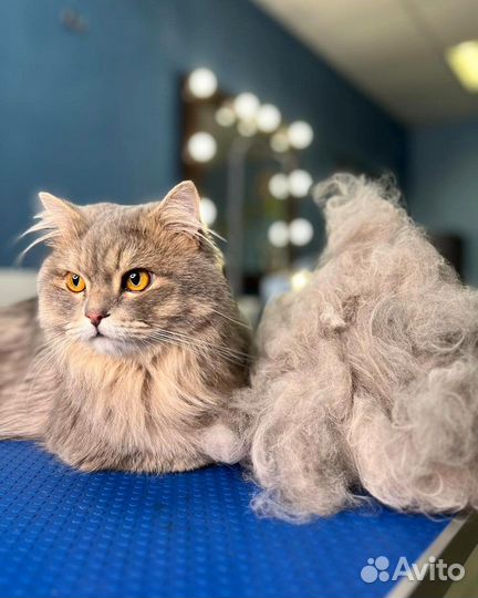 Стрижка собак, груминг сочи