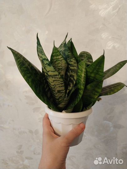 Сансевиерия