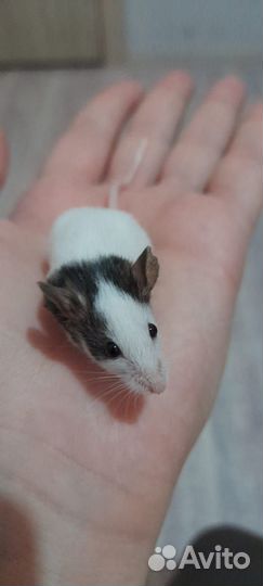 Японская карликовая мышка