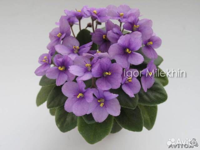 Миниатюрные фиалки для коллекции черенки