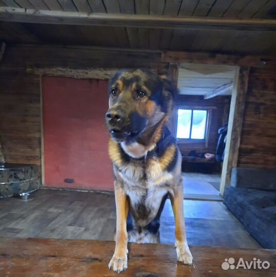 Случка кабеля