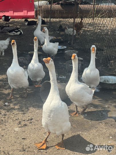 Гусь, утки, индюки