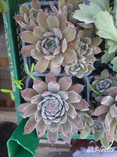 Многолетние цветы (бадан,физостегия,ромашка Фиона)