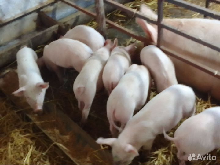 Поросята