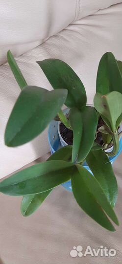 Каттлея -орхидея