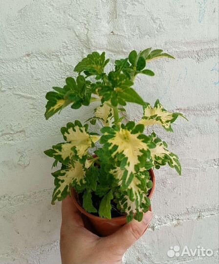 Хлорофитум Нематантус колеус