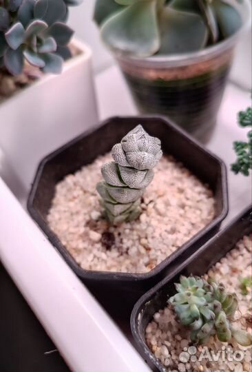 Крассула лунный камень (Crassula moonstone)