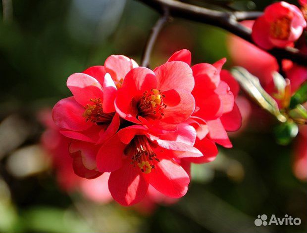 Айва японская