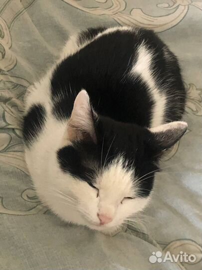 Кошка