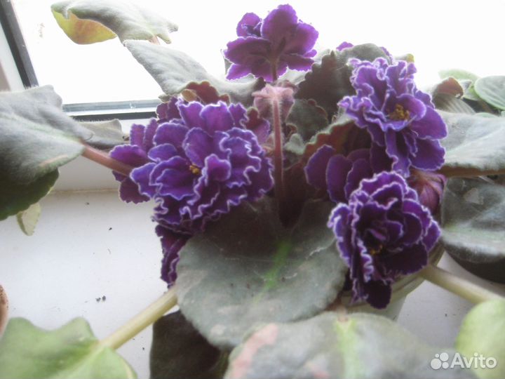 Комнатные домашние растения