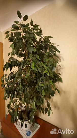 Фикус бенджамина большой