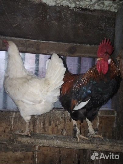 Молодые петухи