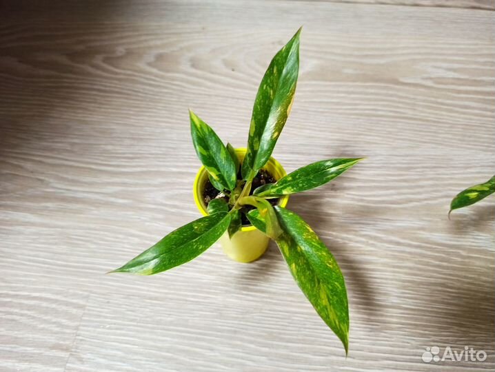 Филодендрон Ринг оф файер (ring of fire)