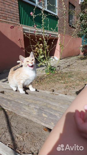 Кошки в добрые руки бесплатно