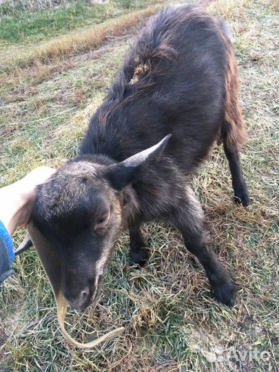 Коза дойная молочная