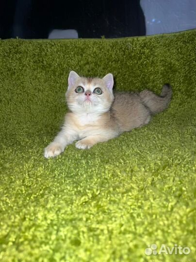 Золотые котята