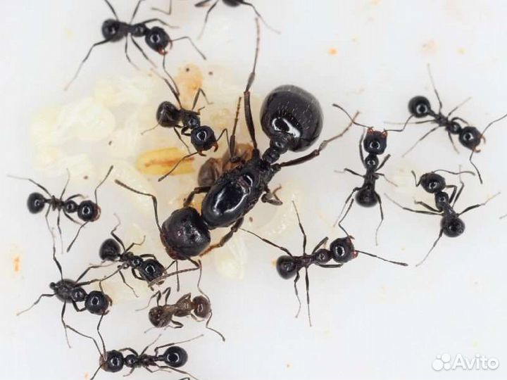 Муравьи разных видов