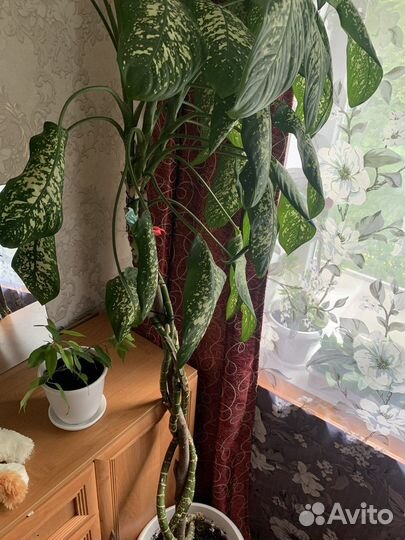 Диффенбахия