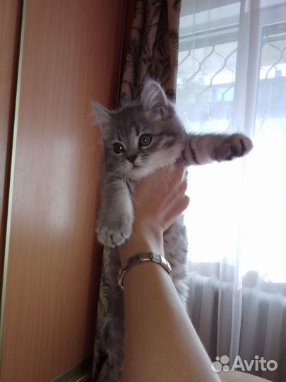 Котенок шатланка
