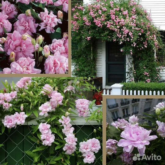 Калистегия сибирская роза