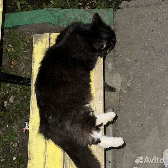 Взрослый котик(мальчик вроде)