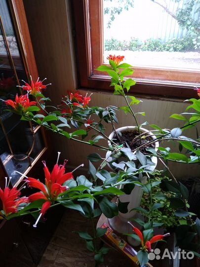 Эсхинантус