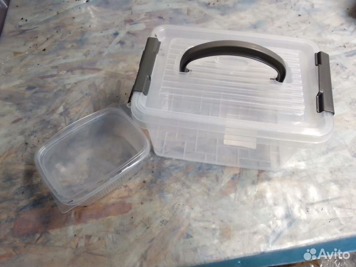 Червь дендробена