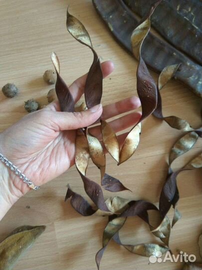 Израиль Гербарий сухоцветы