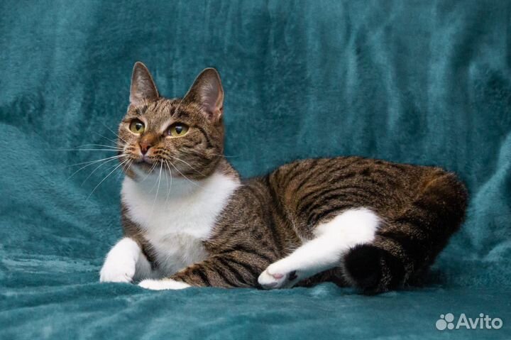 Кошечка в добрые руки