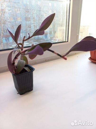 Традесканция