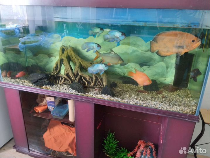 Аквариум с рыбами