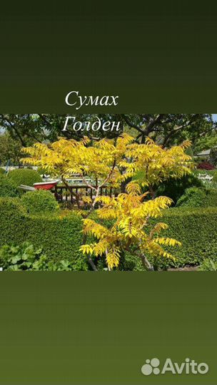 Сумах голден