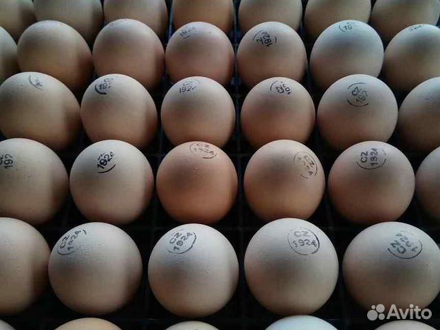 Инкубационное яйцо, доставка инкубационного яйца объявление продам