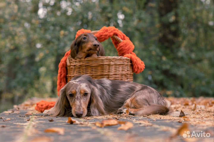 Собака для фотосессии