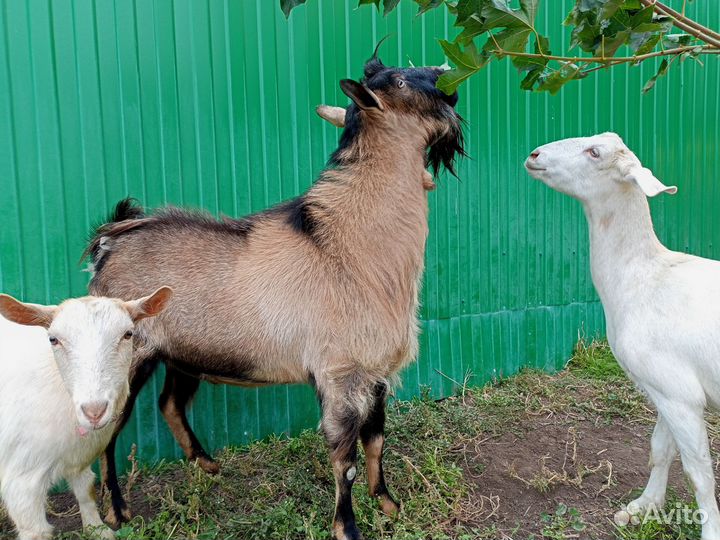 Козёл Альпийский