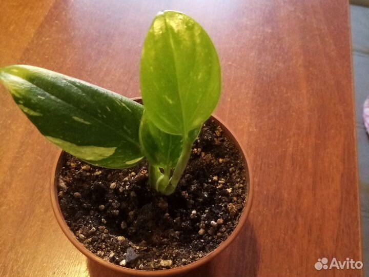 Комнатные цветы