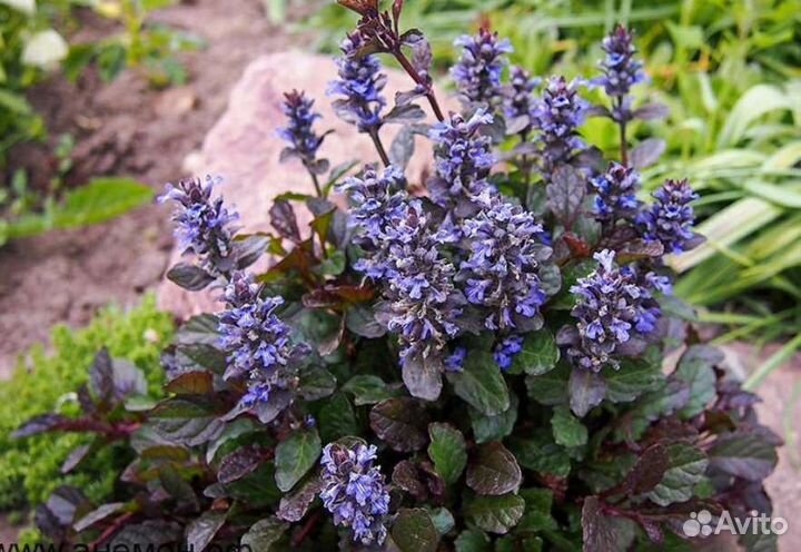 Живучка ползучая