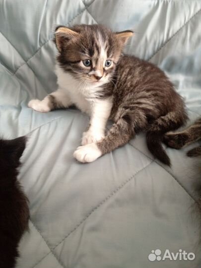 Бронь котят