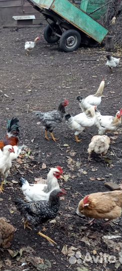 Молодые петушки