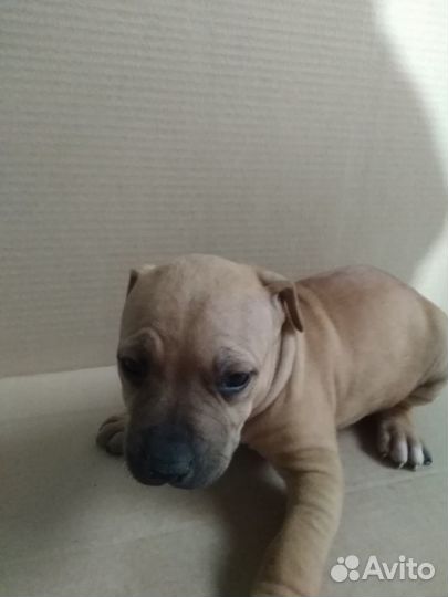 Щенки питбуля