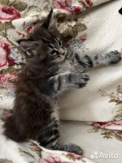 Котята мейн-кун