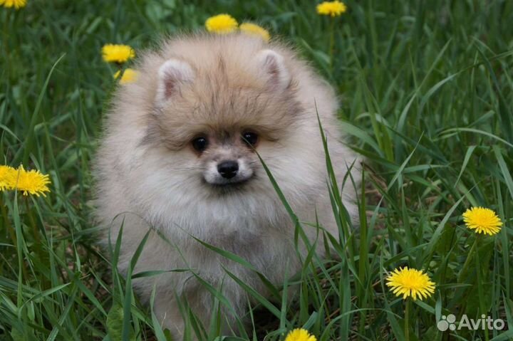 Померанский шпиц большой выбор щенков