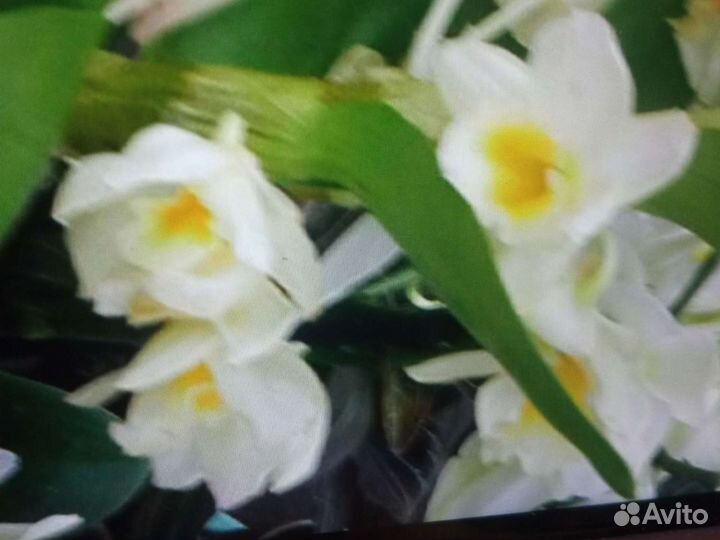 Дендробиум Нобиле,брассия,каттлея,фаленопсис